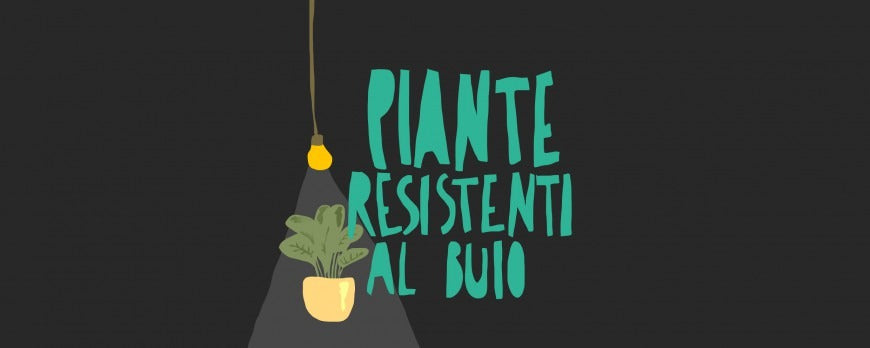 Grafica con Piante da interno resistenti alla poca luce