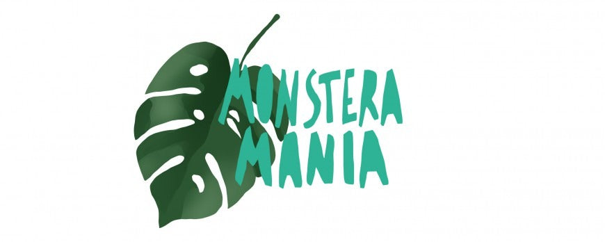 foglia di pianta Monstera Deliciosa (Filodendro)