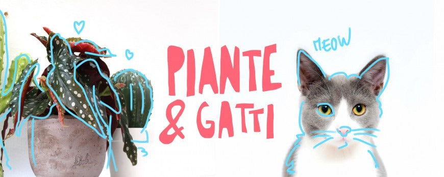 Un gatto domestico accanto a una selezione di piante d'appartamento sicure, non tossiche e pet-friendly.