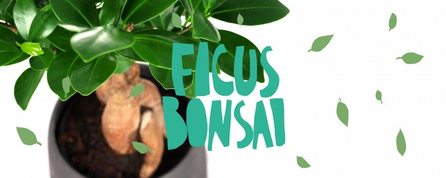 Un bonsai di Ficus Ginseng coltivato in vaso, caratterizzato dalle grandi radici aeree nodose e intrecciate e dalla chioma verde lucida.