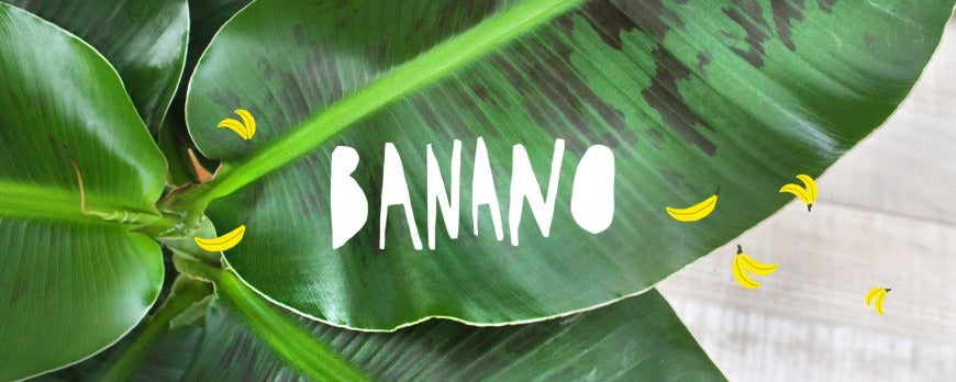 pianta di Banano (Musa) d'appartamento, caratterizzata da grandi e maestose foglie verdi