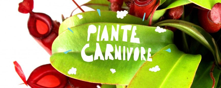 Primo piano di una pianta carnivora