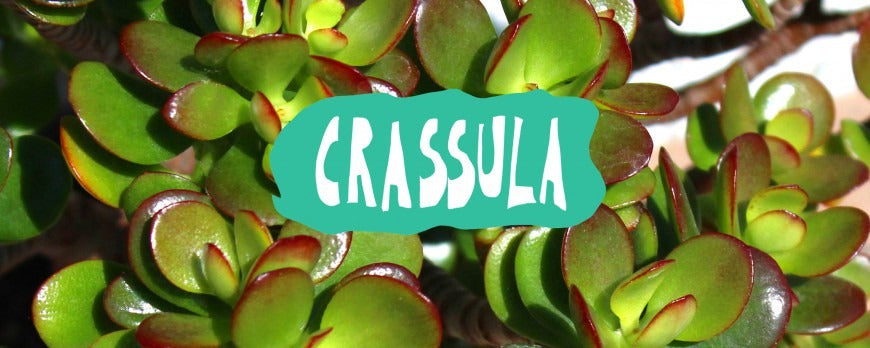 Crassula Ovata, la celebre pianta da appartamento sempreverde nota come albero dei soldi o albero di giada, ottima come pianta ornamentale.