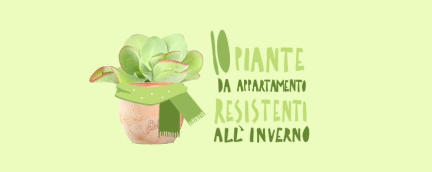 piante da appartamento robuste e resistenti all'inverno, ideali per chi ha poco tempo o è alle prime armi.