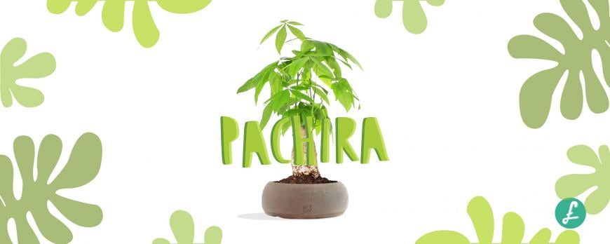 pianta tropicale di Pachira Aquatica in vaso bonsai, caratterizzata dal suo tipico e ornamentale tronco intrecciato e dalle grandi foglie verde brillante a ventaglio.
