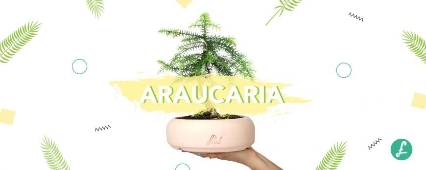 Araucaria in vaso bonsai, una conifera preistorica ornamentale adatta alla coltivazione in appartamento e all'arte bonsai.