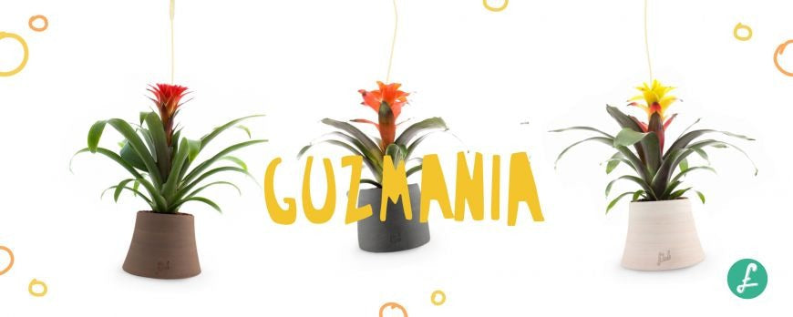 Piante di Guzmania d'appartamento, una specie tropicale elegante e longeva con una fioritura colorata ideale per l'arredo d'interni.