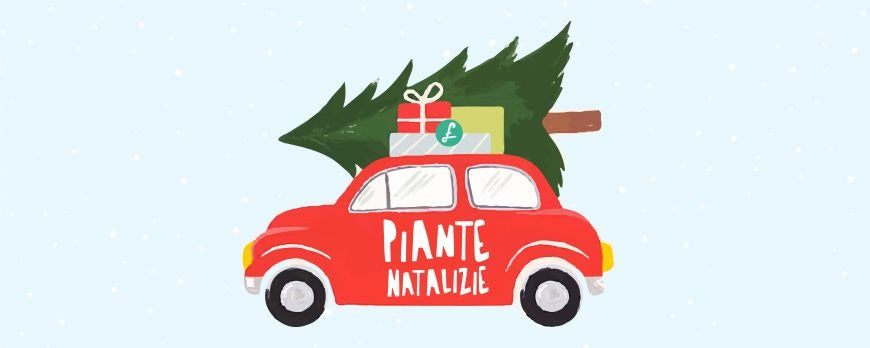 Piante natalizie un'idea regalo ecologica e originale di buon auspicio per portare lo stile delle feste in casa.