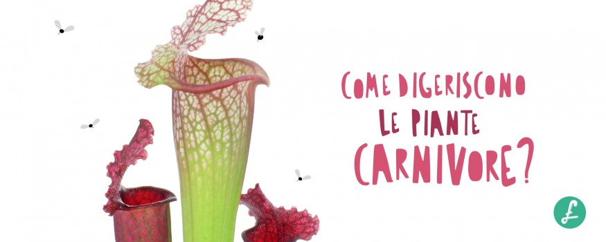 Un primo piano macro di una pianta carnivora sarracenia