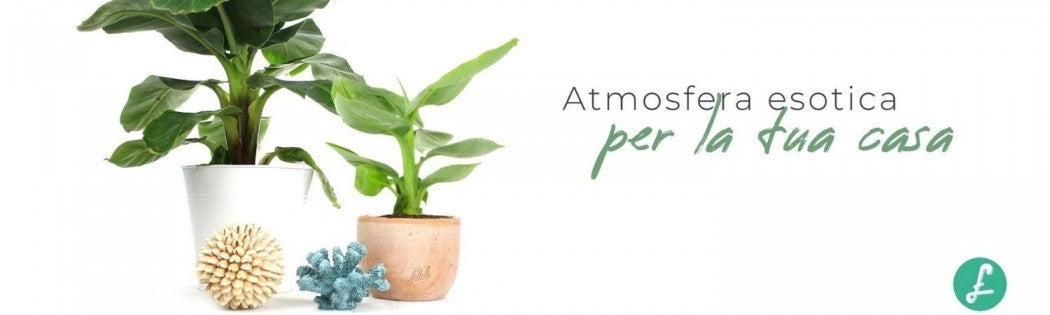 piante di banano (famiglia Musaceae) coltivate in vaso da interni