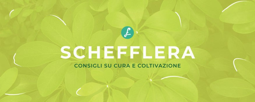 Quando rinvasare la Schefflera: Consigli su cura e coltivazione
