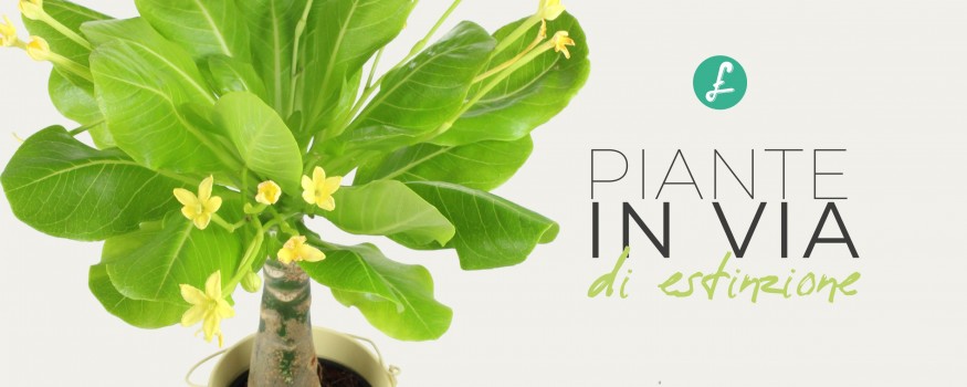Primo pianta della Palma delle Hawaii, pianta rara in via di estinzione