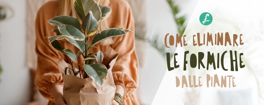 Come eliminare le formiche dalle piante: Cause e Rimedi facili