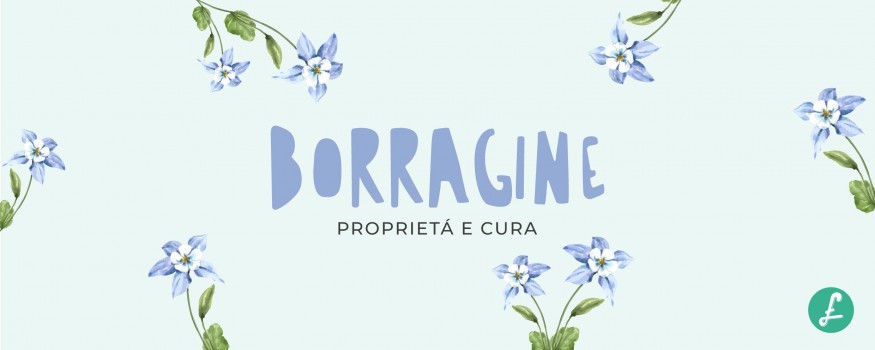 Foglie e fiori freschi di borragine pronti per essere usati