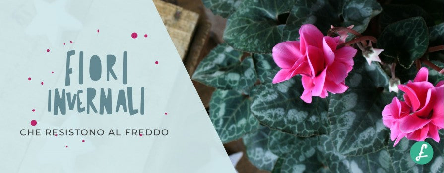 Una fioritura di resistenti fiori invernali