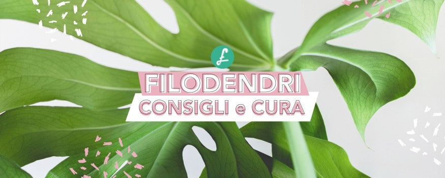 Dettaglio delle foglie lucide di un Filodendro in vaso, una pianta d'appartamento resistente e facile da coltivare, ideale per il design d'interni.