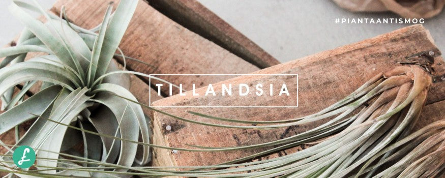 Esemplari di Tillandsia coltivati in casa come piante anti-smog da appartamento, una varietà botanica aerea aggraziata, tenace e facile da curare.