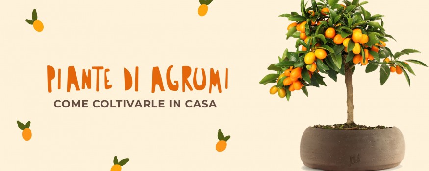 Una rigogliosa pianta di agrumi coltivata in un grande vaso di terracotta 