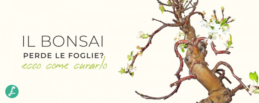 Banner con titolo, cura se il bonsai perde le foglie