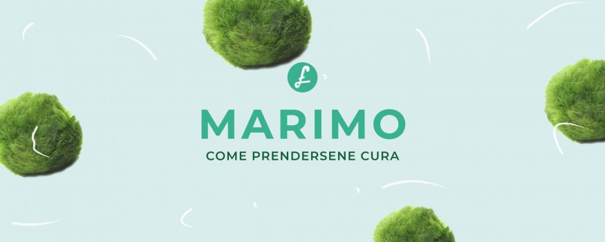 Marimo, la tipica alga palla giapponese dalla forma sferica e soffice