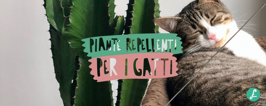 Un gatto vicino a una pianta repellente per gatti