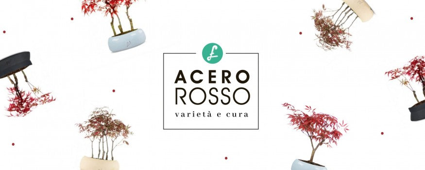 esemplari di acero rosso giapponese in vaso artigianale flob in vari colori