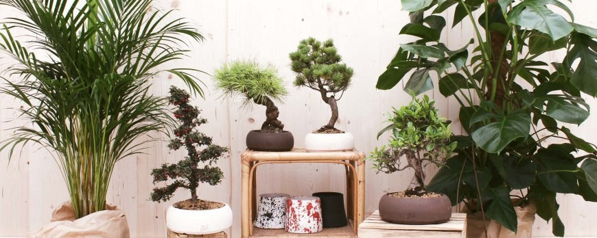 Bonsai in vasi di design artigianali Flob per l'arredamento di casa.