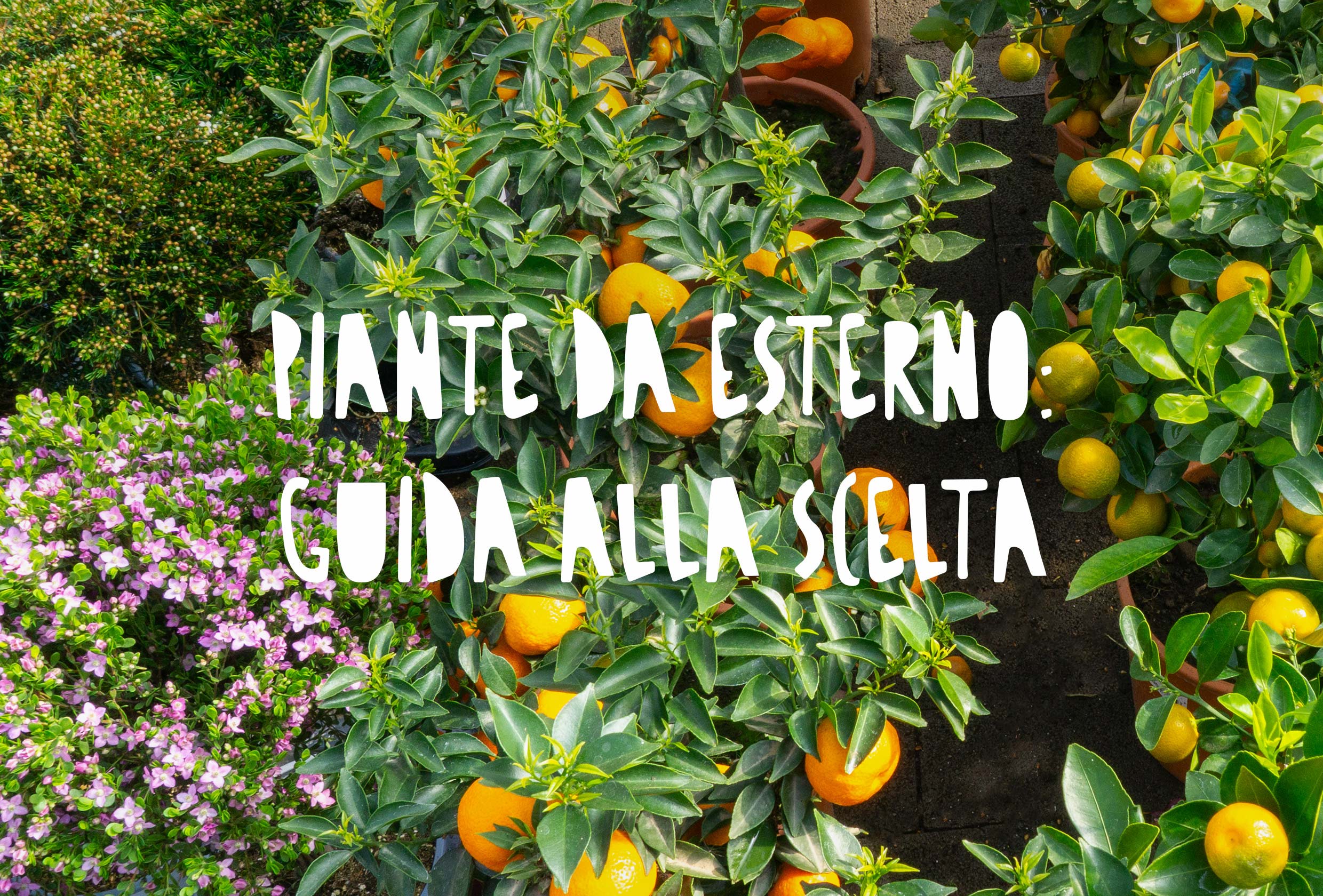 Una selezione di piante da giardino e da balcone resistenti e in piena fioritura, ideali per la progettazione del verde esterno e facili da curare tutto l'anno.