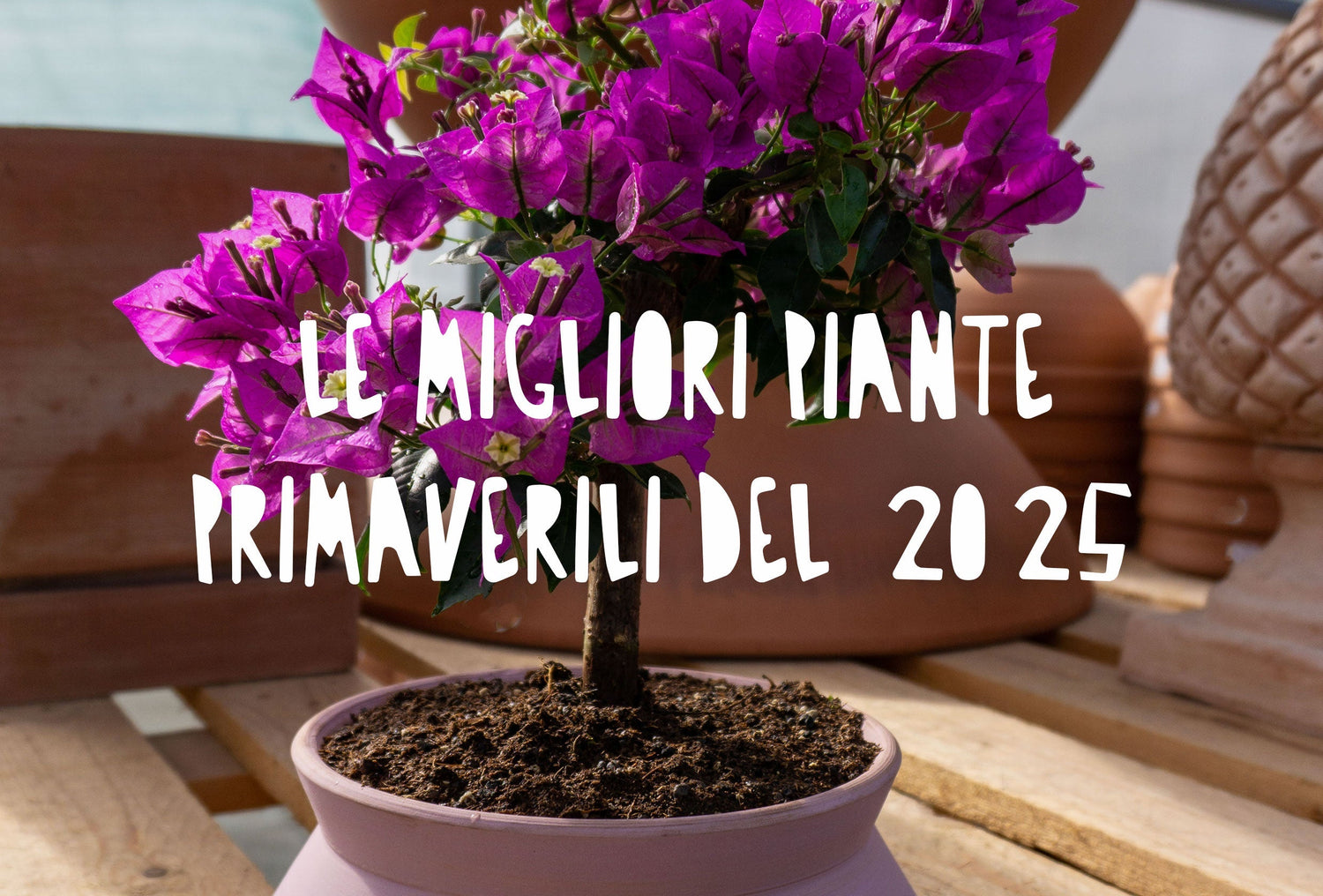 Bonsai di bougainvillea in vaso flob rosa, fiorita
