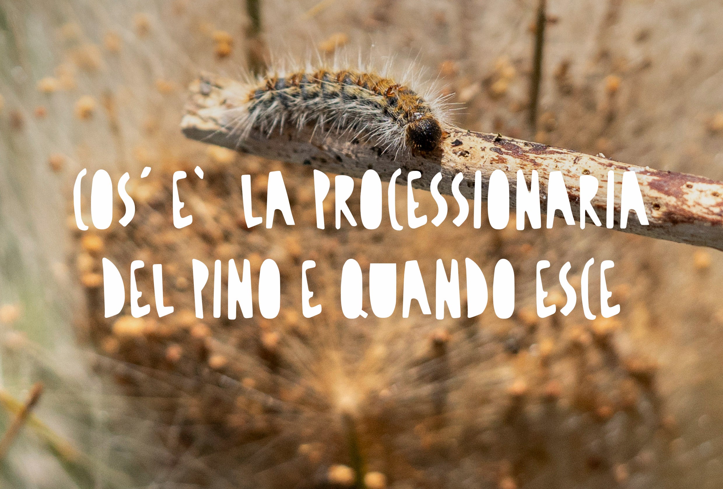 processionaria del pino un insetto da monitorare nei pressi di pini e conifere.