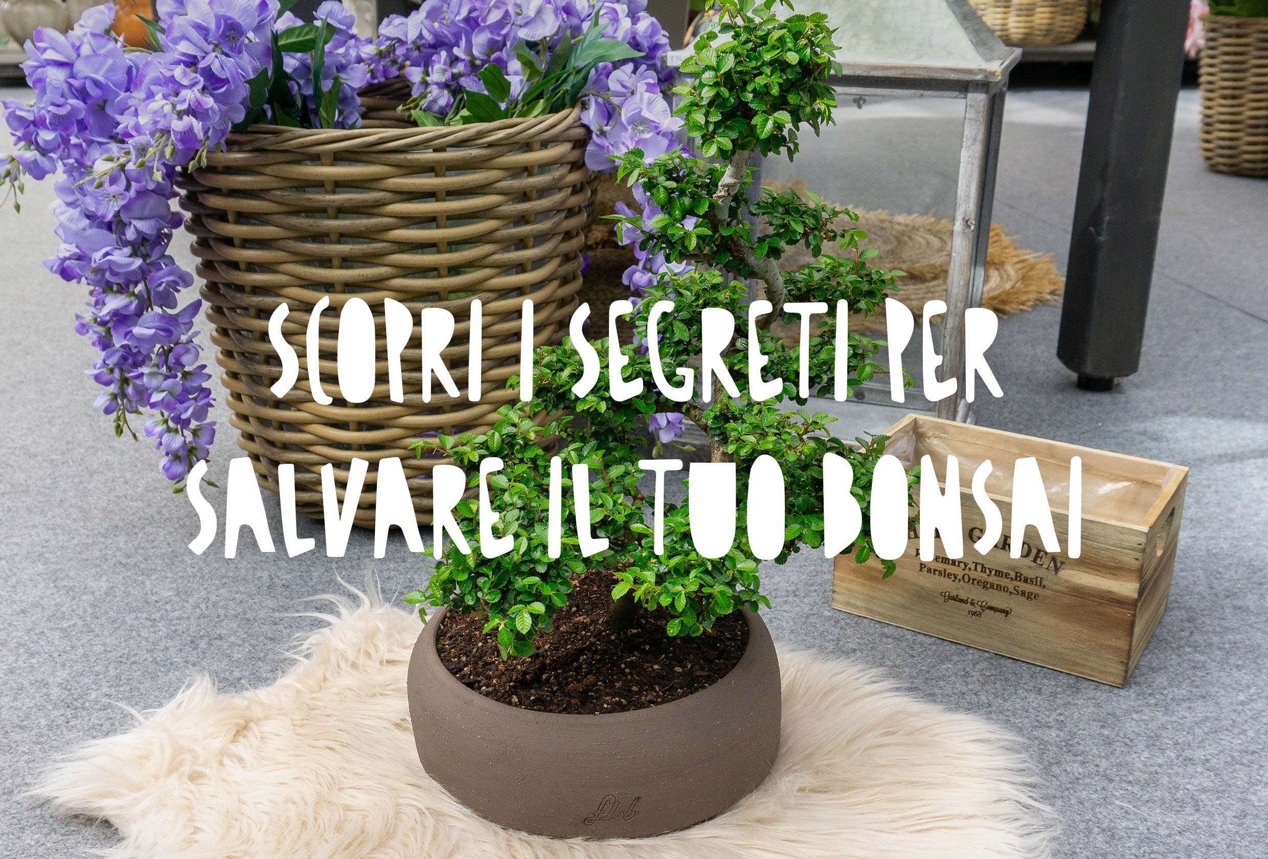 Bonsai di Olmo zelkova impalcato in vaso flob marrone