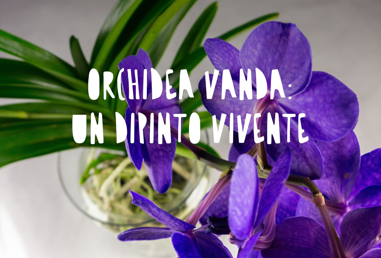 Orchidea Vanda: un vero dipinto vivente per arredare casa tua