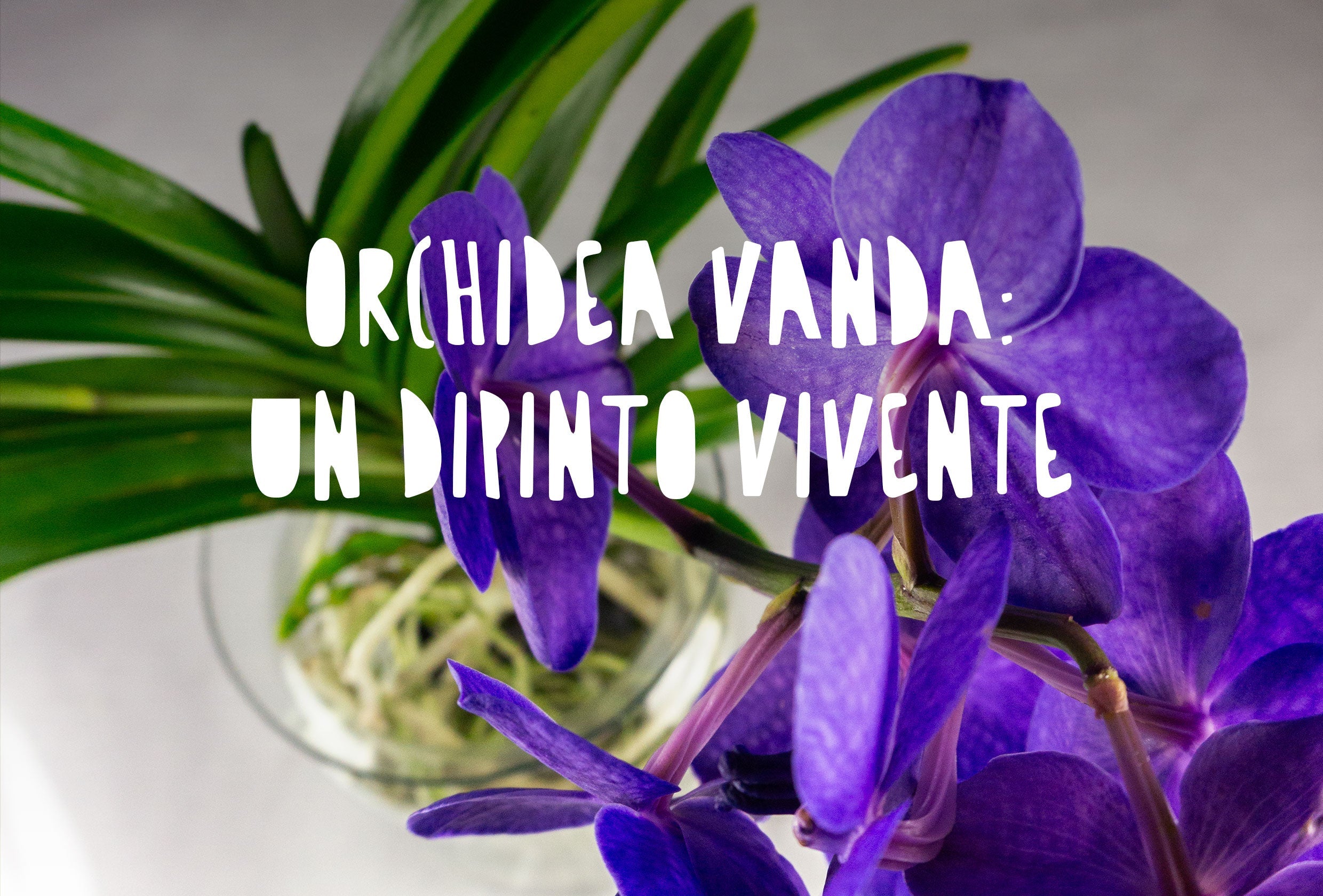 Orchidea Vanda: un vero dipinto vivente per arredare casa tua