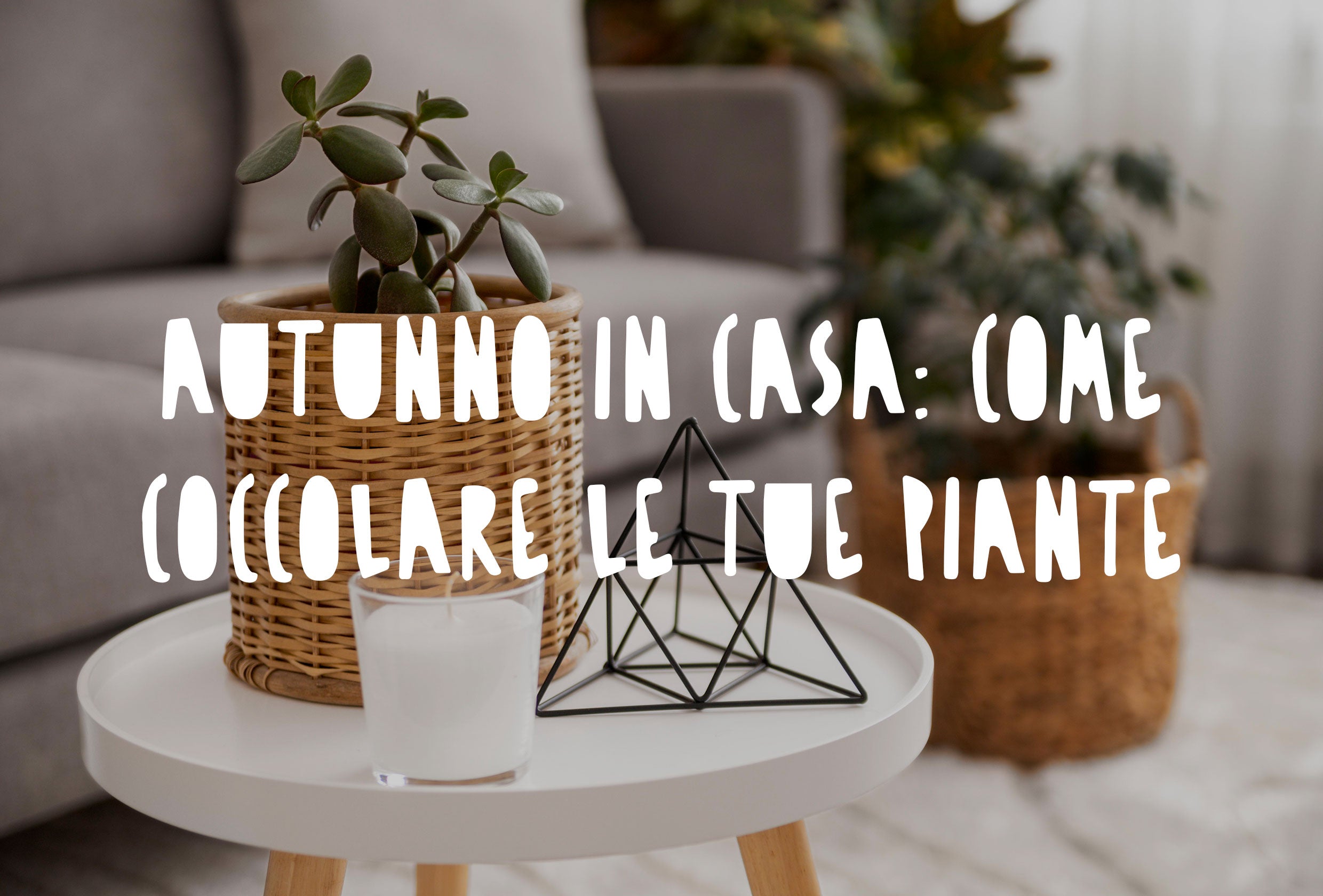 Un accogliente angolo di casa in autunno, con piante da interno