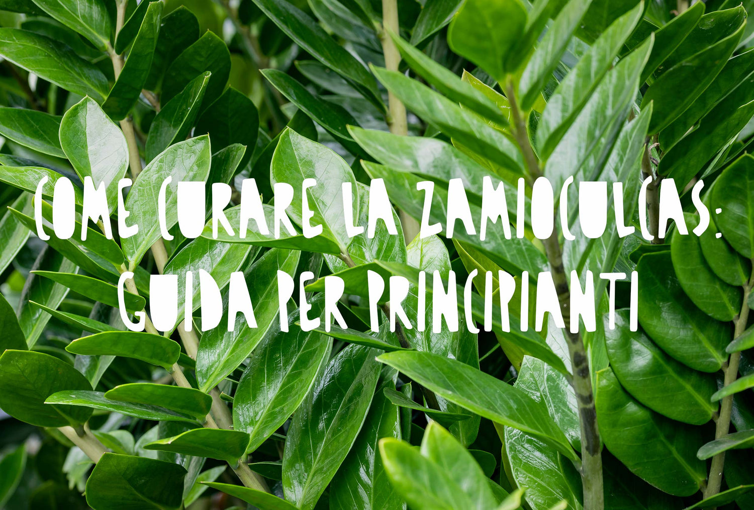 pianta di Zamioculcas zamiifolia con foglie carnose, lucide e di un verde scuro brillante.