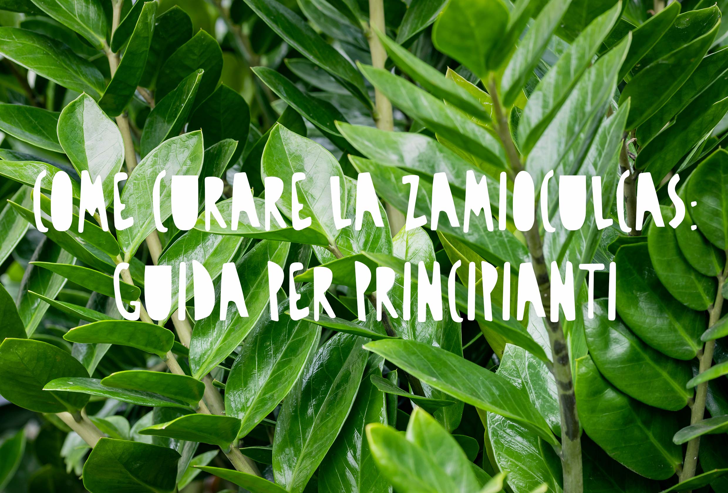 pianta di Zamioculcas zamiifolia con foglie carnose, lucide e di un verde scuro brillante.