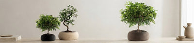 Bonsai Pepe