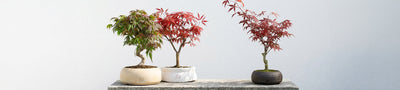 Acero Bonsai