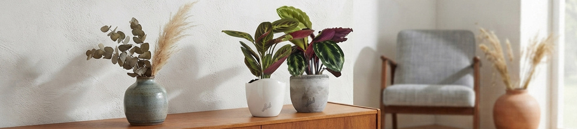 Calathea