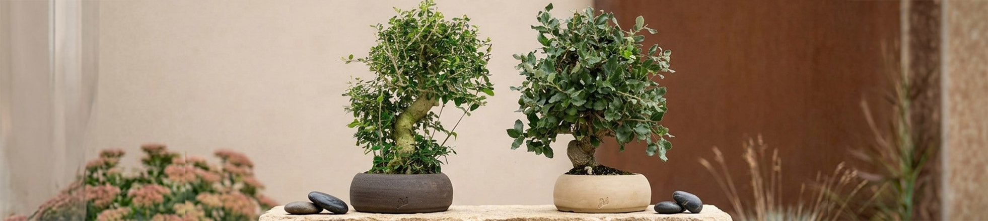 Bonsai Esemplare