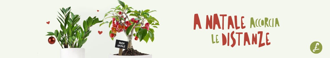 Bonsai 
