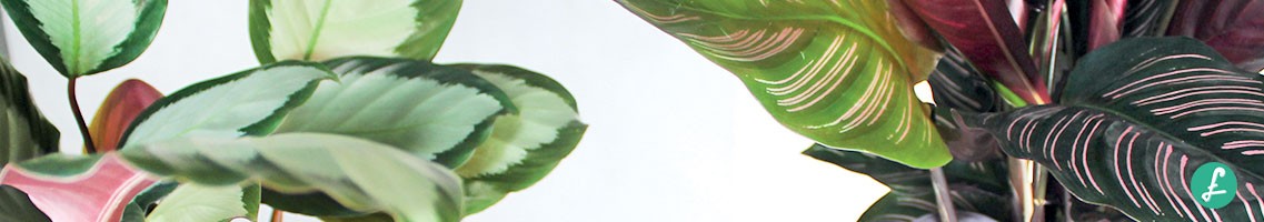 Piante da Interno