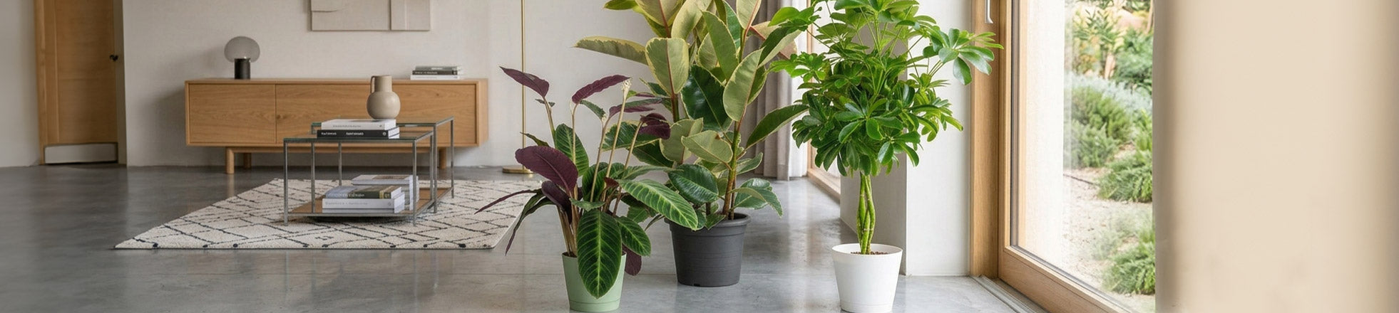 Piante Alte da interno
