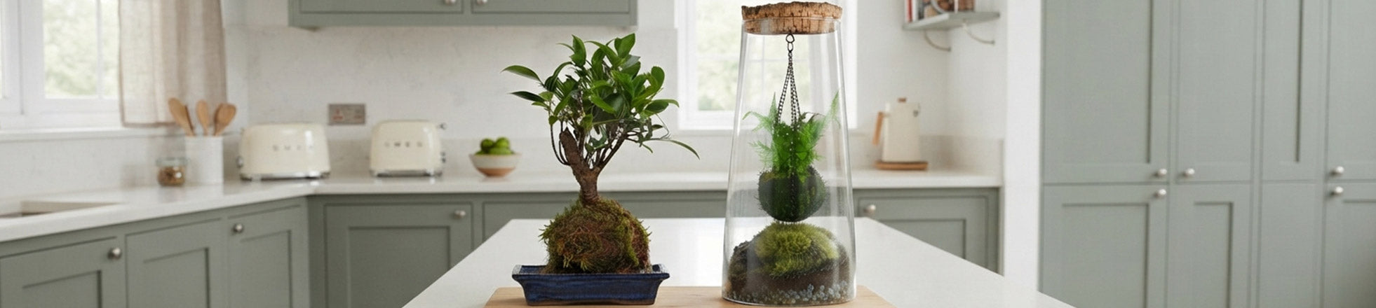 Kokedama
