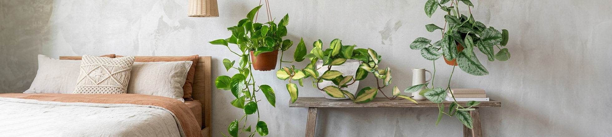 Piante ricadenti da interno