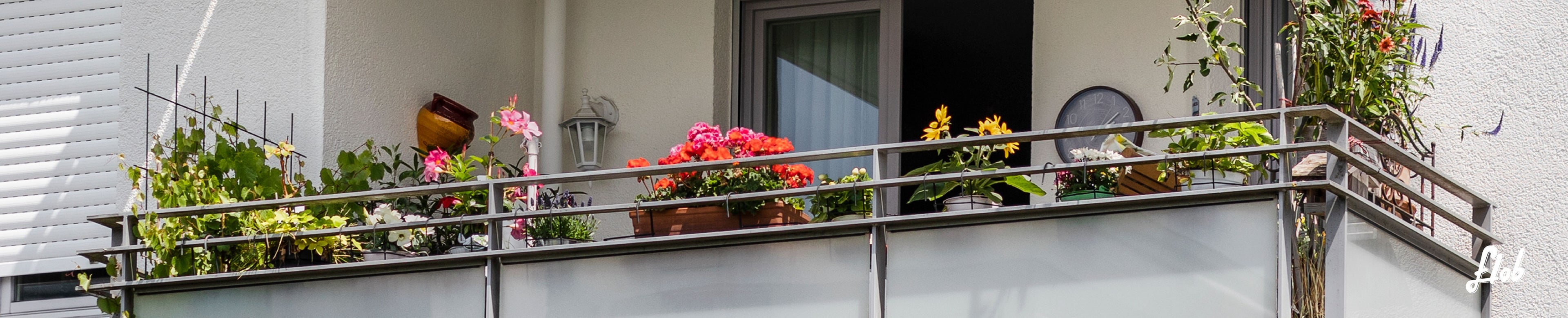 Piante da balcone