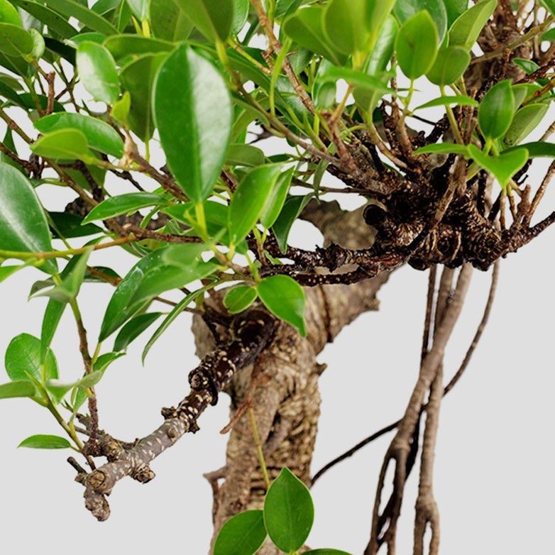 Bonsai