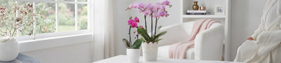 Orchidea