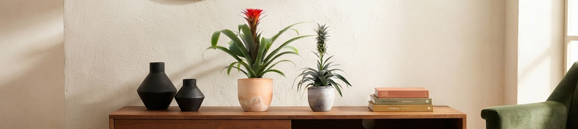 Bromelia