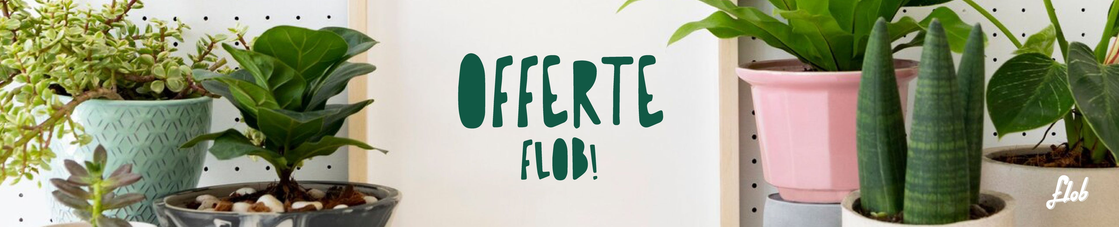 OFFERTE